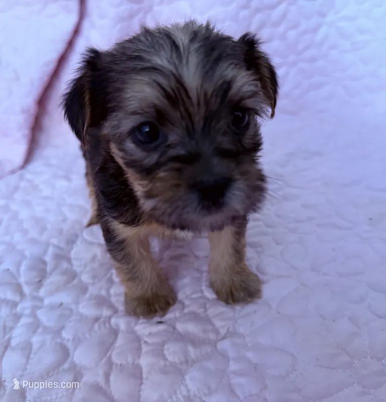 Boy1 – Shorkie puppy for sale in Macclenny, FL