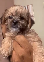 Shorkie girl is , a female Shorkie for sale in Jacksonville, FL – 2 of 2