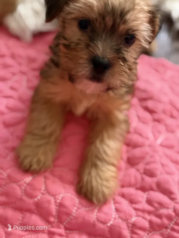 Boy 2 – Shorkie puppy for sale in Macclenny, FL