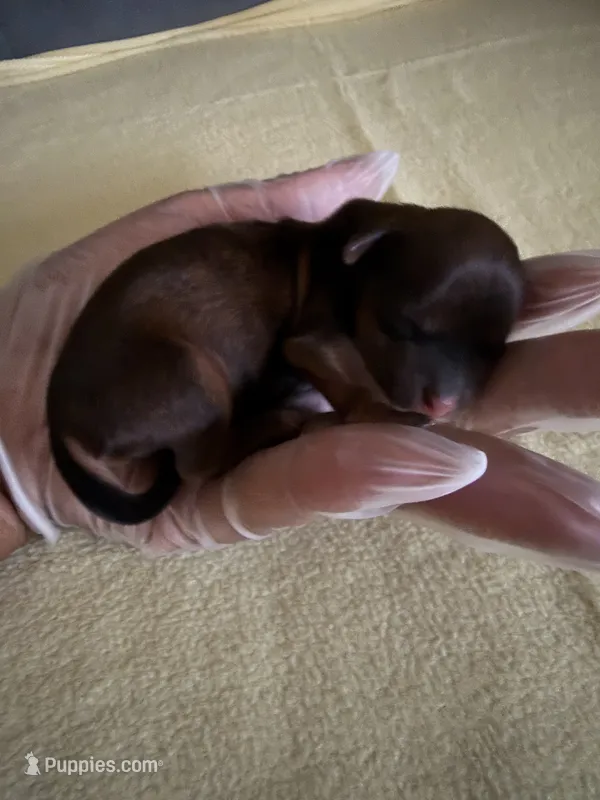 Shorkies 3girls 2 boys  – Shorkie puppy for sale in Macclenny, FL