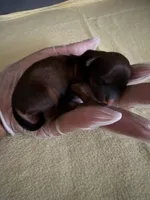 Shorkies 3girls 2 boys , a female Shorkie for sale in Macclenny, FL – 1 of 6