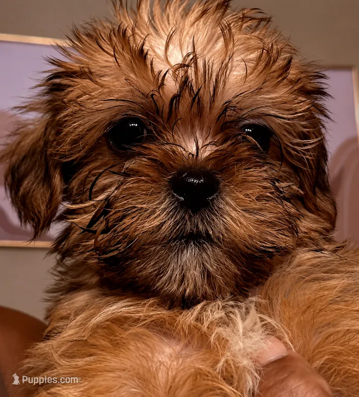 Shorkie 3  – Shorkie puppy for sale in Jacksonville, FL