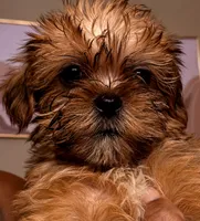 Shorkie 3 , a female Shorkie for sale in Jacksonville, FL – 1 of 1