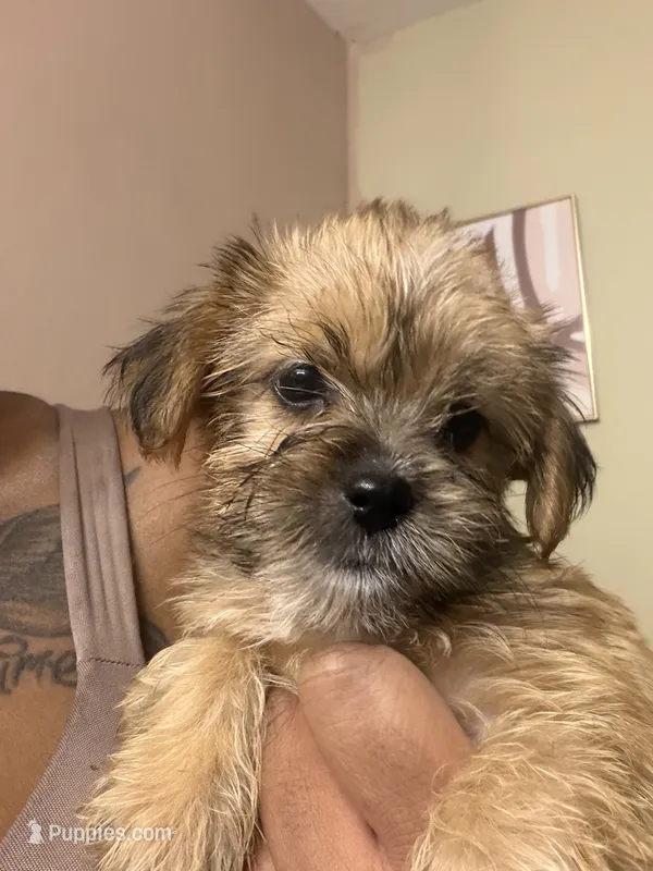 Shorkie girl is  – Shorkie puppy for sale in Jacksonville, FL