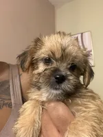 Shorkie girl is , a female Shorkie for sale in Jacksonville, FL – 1 of 2