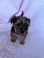 Boy1, a male Shorkie for sale in Macclenny, FL – 2 of 3