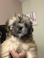 Shorkie girl , a female Shorkie for sale in Jacksonville, FL – 2 of 2