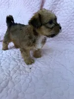 Boy 2, a male Shorkie for sale in Macclenny, FL – 3 of 3