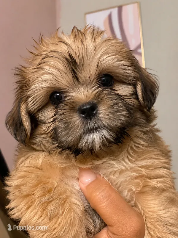 Shorkie girl  – Shorkie puppy for sale in Jacksonville, FL
