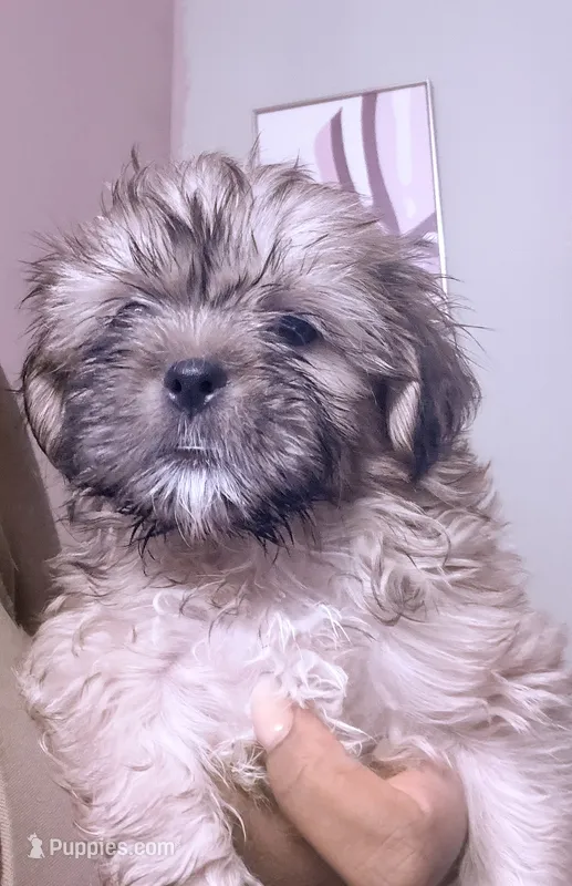 Shorkie girl  – Shorkie puppy for sale in Jacksonville, FL