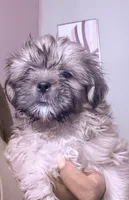 Shorkie girl , a female Shorkie for sale in Jacksonville, FL – 1 of 2