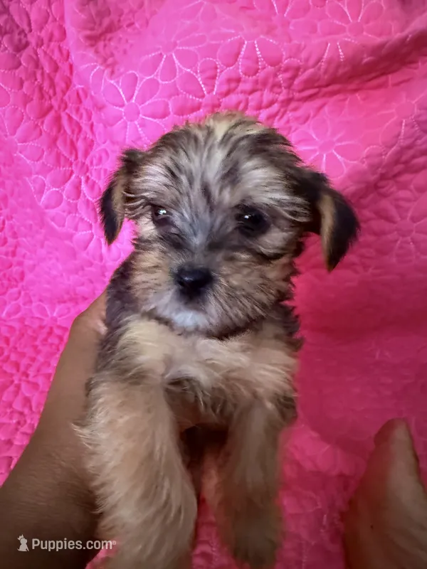 Boy1 – Shorkie puppy for sale in Macclenny, FL