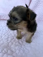 Boy1, a male Shorkie for sale in Macclenny, FL – 3 of 3