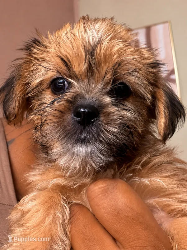 Shorkie girl2 – Shorkie puppy for sale in Jacksonville, FL