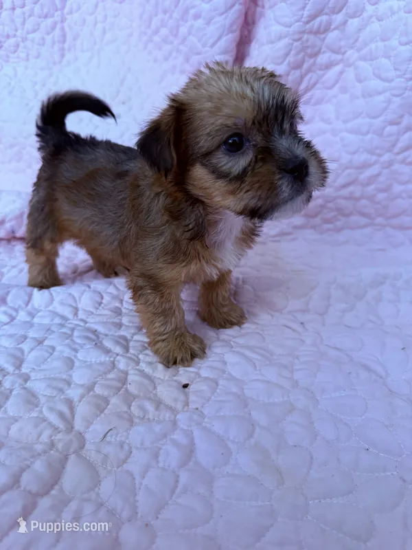Boy 2 – Shorkie puppy for sale in Macclenny, FL