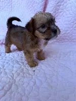 Boy 2, a male Shorkie for sale in Macclenny, FL – 1 of 3