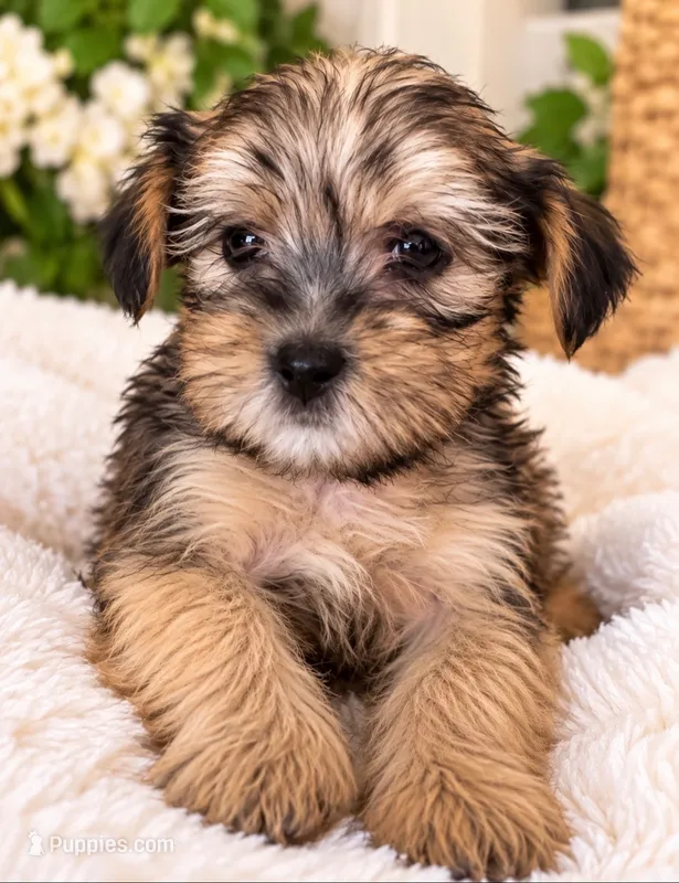Boy1 – Shorkie puppy for sale in Macclenny, FL