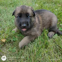 sable male, a male German Shepherd Dog for sale in Litchfield, MI – 2 of 3