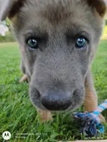 blue sable female, a female German Shepherd Dog for sale in Litchfield, MI – 4 of 10