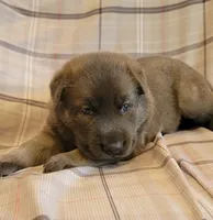 blue sable female, a female German Shepherd Dog for sale in Litchfield, MI – 2 of 3