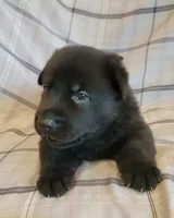 solid black male, a male German Shepherd Dog for sale in Litchfield, MI – 4 of 4
