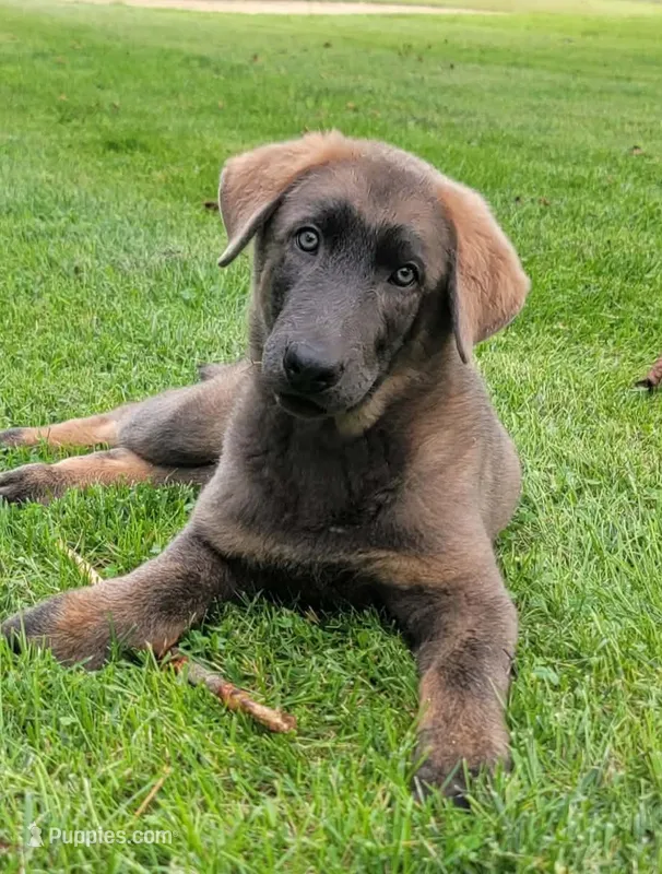 Blue sable male – German Shepherd Dog puppy for sale in Litchfield, MI