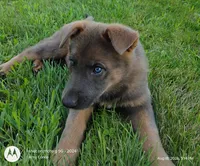 blue sable female, a female German Shepherd Dog for sale in Litchfield, MI – 3 of 10