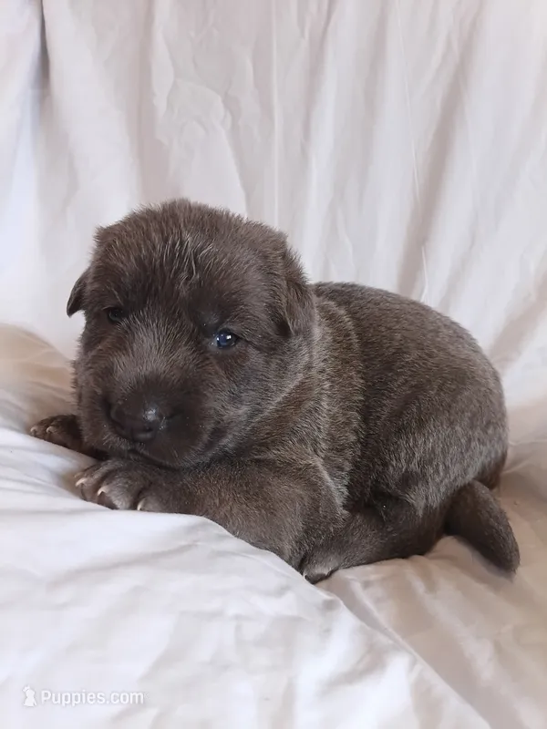 blue sable female – German Shepherd Dog puppy for sale in Litchfield, MI