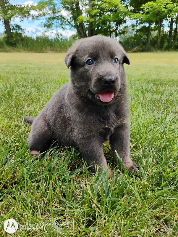 Blue sable male – German Shepherd Dog puppy for sale in Litchfield, MI