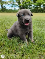 Blue sable male, a male German Shepherd Dog for sale in Litchfield, MI – 8 of 10