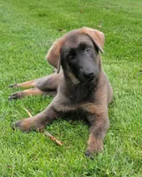 Blue sable male, a male German Shepherd Dog for sale in Litchfield, MI – 4 of 10