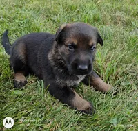 sable female, a female German Shepherd Dog for sale in Litchfield, MI – 3 of 3