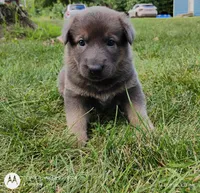 blue sable female, a female German Shepherd Dog for sale in Litchfield, MI – 9 of 10