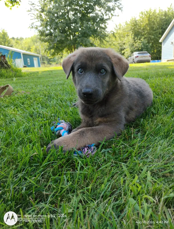 Blue sable male – German Shepherd Dog puppy for sale in Litchfield, MI
