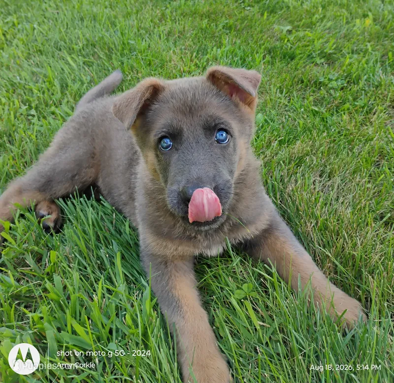 blue sable female – German Shepherd Dog puppy for sale in Litchfield, MI