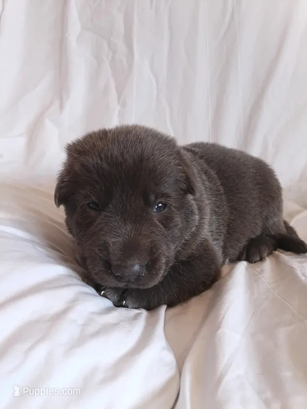 blue male  – German Shepherd Dog puppy for sale in Litchfield, MI