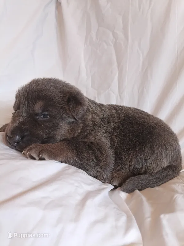 blue and tan female (2) – German Shepherd Dog puppy for sale in Litchfield, MI