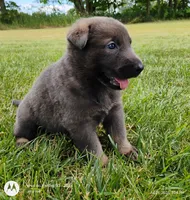 Blue sable male, a male German Shepherd Dog for sale in Litchfield, MI – 9 of 10