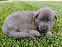 Blue sable male 2, a male German Shepherd Dog for sale in Litchfield, MI – 2 of 3
