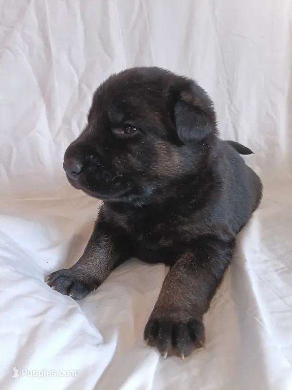 black and tan – German Shepherd Dog puppy for sale in Litchfield, MI