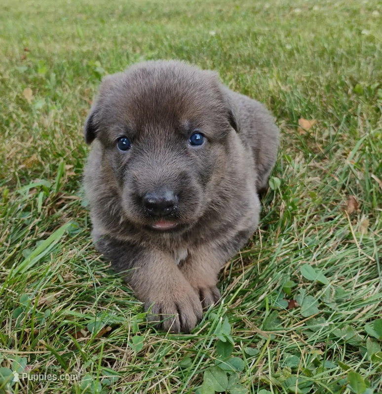blue sable female – German Shepherd Dog puppy for sale in Litchfield, MI