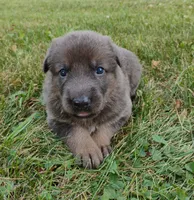 blue sable female, a female German Shepherd Dog for sale in Litchfield, MI – 1 of 3