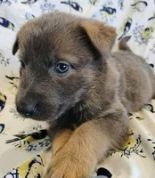 blue sable female, a female German Shepherd Dog for sale in Litchfield, MI – Photo 2 of 5