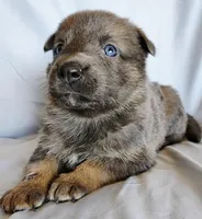 blue sable female, a female German Shepherd Dog for sale in Litchfield, MI – Photo 5 of 5