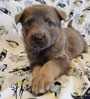 blue sable female, a female German Shepherd Dog for sale in Litchfield, MI – Photo 1 of 5