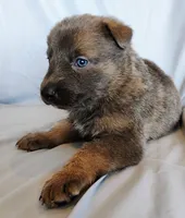 blue sable female, a female German Shepherd Dog for sale in Litchfield, MI – Photo 4 of 5