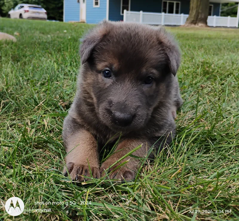 blue sable female – German Shepherd Dog puppy for sale in Litchfield, MI