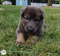 blue sable female, a female German Shepherd Dog for sale in Litchfield, MI – 8 of 10