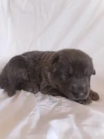 blue and tan female (2), a female German Shepherd Dog for sale in Litchfield, MI – 2 of 2