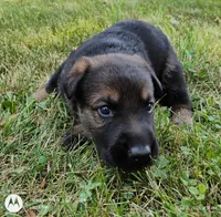 sable female, a female German Shepherd Dog for sale in Litchfield, MI – 2 of 3